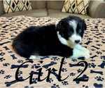 Small #10 Australian Shepherd