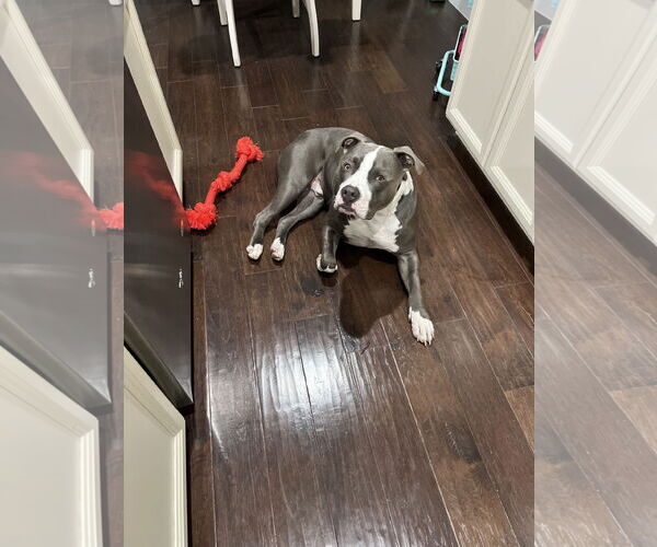 Medium Photo #2 American Pit Bull Terrier Puppy For Sale in McKinney, TX, USA