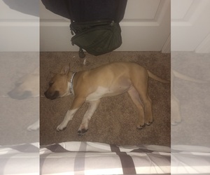 Bullypit Puppy for sale in PISCATAWAY, NJ, USA