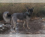 Small #12 German Shepherd Dog Mix