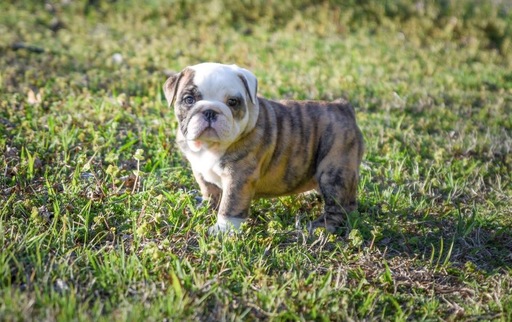 Medium Photo #1 English Bulldog Puppy For Sale in NORMAN, OK, USA