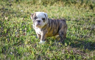 English Bulldog Puppy for sale in NORMAN, OK, USA