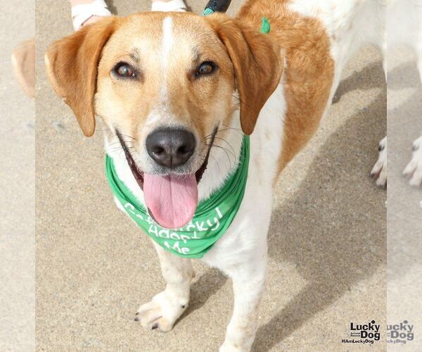 Medium Photo #4 Retriever -Unknown Mix Puppy For Sale in Washington, DC, USA