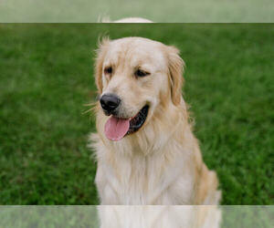 Father of the Golden Retriever puppies born on 08/24/2025