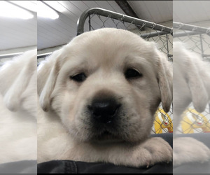 Labrador Retriever Puppy for sale in DOVER, DE, USA