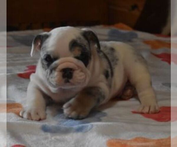 Medium Photo #2 English Bulldog Puppy For Sale in MARSHFIELD, MO, USA