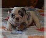 Small #1 English Bulldog