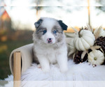 Miles - Male Border Collie Puppy for Sale - Photo #3