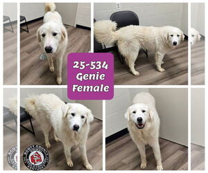 Great Pyrenees-Unknown Mix Dogs for adoption in Georgetown, KY, USA