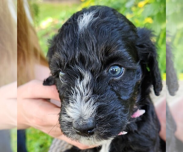 Medium Photo #10 F2 Aussiedoodle Puppy For Sale in COLUMBIA, TN, USA