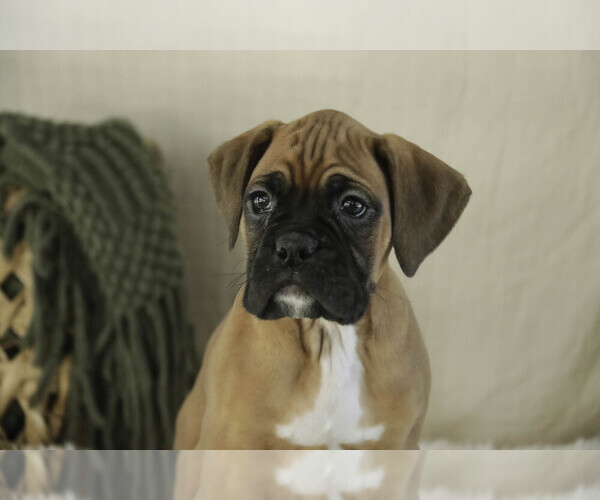 Medium Photo #6 Boxer Puppy For Sale in SHIPSHEWANA, IN, USA
