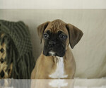 Small #5 Boxer