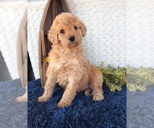 Whoodle Puppy for sale in BROOK PARK, PA, USA
