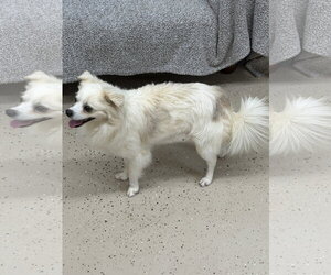 Sheldon - Male Chihuahua-Unknown Mix Dog for Adoption - Photo #3