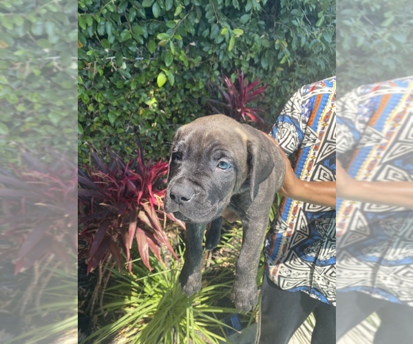Medium Photo #5 Cane Corso Puppy For Sale in NORTHRIDGE, CA, USA
