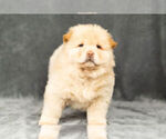 Puppy 8 Chow Chow