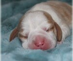 Small Photo #1 Beagle Puppy For Sale in MORRILL, KS, USA
