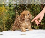 Small #11 ShihPoo