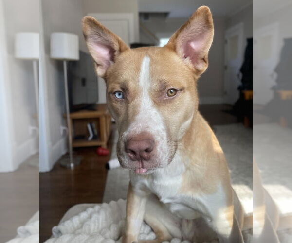 Medium Photo #5 Siberian Husky-Unknown Mix Puppy For Sale in Princeton, MN, USA