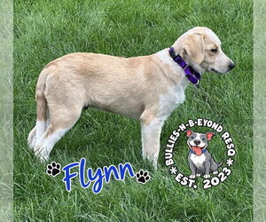 Flynn - Male Great Pyrenees-Unknown Mix Dog for Adoption - Photo #4