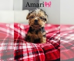 Small Photo #21 Yorkshire Terrier Puppy For Sale in COOKEVILLE, TN, USA