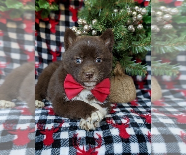 Medium Photo #4 Pomsky Puppy For Sale in EPHRATA, PA, USA