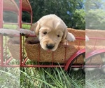 Small #6 Golden Retriever