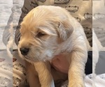 Puppy Boomer Golden Retriever
