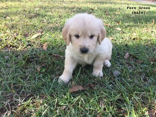 Golden Retriever Puppy for sale in THOMSON, GA, USA