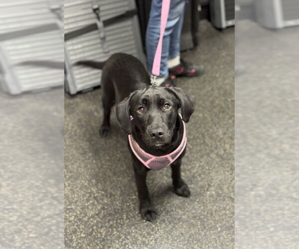 Medium Photo #3 Labrador Retriever-Unknown Mix Puppy For Sale in Mundelein, IL, USA