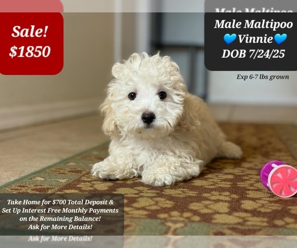 Medium Photo #1 Maltipoo Puppy For Sale in TUCSON, AZ, USA
