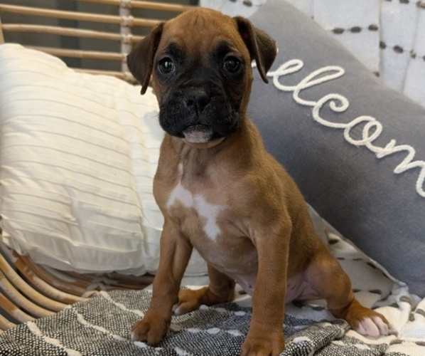 Medium Photo #5 Boxer Puppy For Sale in GOSHEN, IN, USA