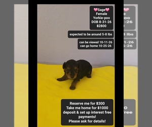 Yorkipoo Puppy for sale in TUCSON, AZ, USA