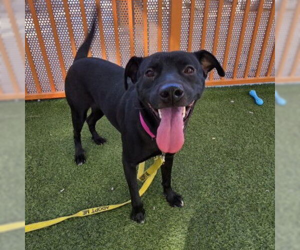 Medium Photo #1 American Pit Bull Terrier-Unknown Mix Puppy For Sale in Las Vegas, NV, USA