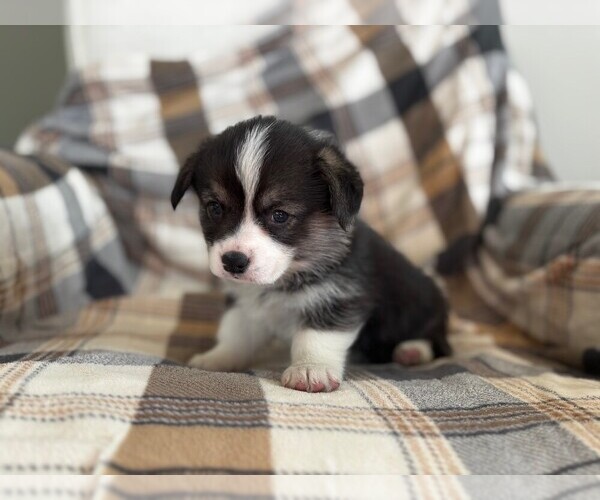 Medium Photo #5 Pembroke Welsh Corgi Puppy For Sale in COBLESKILL, NY, USA