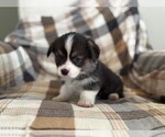 Small #4 Pembroke Welsh Corgi