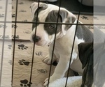 Small Photo #6 American Bully Puppy For Sale in EVERETT, WA, USA
