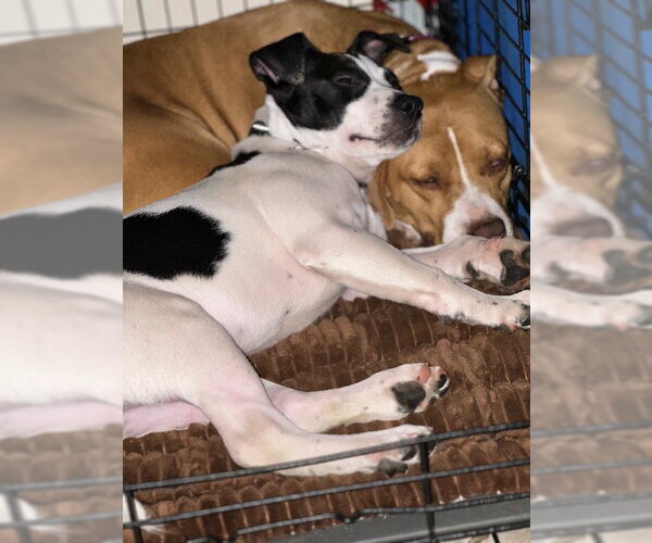 Medium Photo #6 Mutt Puppy For Sale in Woodbury, NY, USA