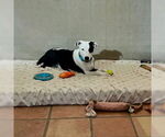 Small #4 Border Collie Mix