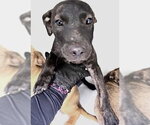 Small Staffordshire Bull Terrier