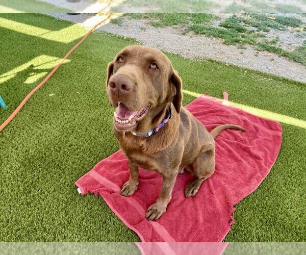Medium Photo #2 Labrador Retriever Puppy For Sale in Clovis, CA, USA