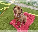 Small #1 Labrador Retriever
