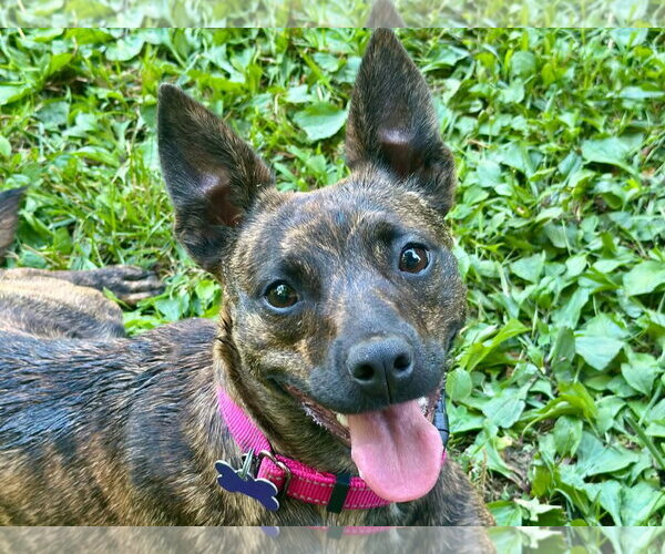 Medium Photo #1 Chihuahua-Feist Terrier Mix Puppy For Sale in Cookeville, TN, USA