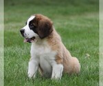 Small Photo #7 Saint Bernard Puppy For Sale in FREDERICKSBG, OH, USA