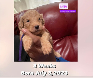 Goldendoodle Puppy for sale in NEW YORK, NY, USA