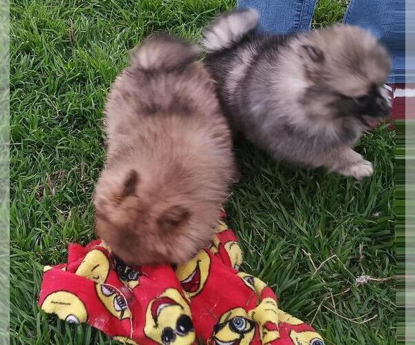 Medium Photo #7 Pomeranian Puppy For Sale in DECATUR, TX, USA