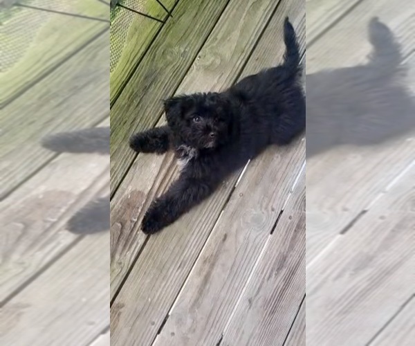 Medium Photo #4 Havapoo Puppy For Sale in SOUTHGATE, MI, USA