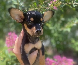 Chihuahua Puppy for sale in CASTLE HAYNE, NC, USA