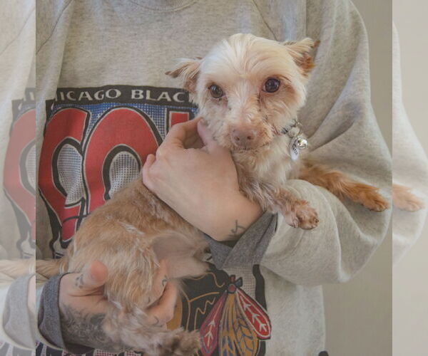 Medium Photo #3 Mutt Puppy For Sale in Huntley, IL, USA