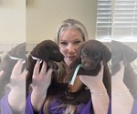 Small Photo #18 Labrador Retriever Puppy For Sale in SIMI VALLEY, CA, USA